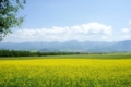 Rape Flower Scenic Spot
