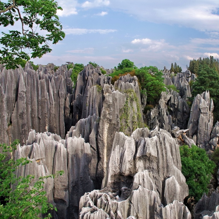 Stone Forest