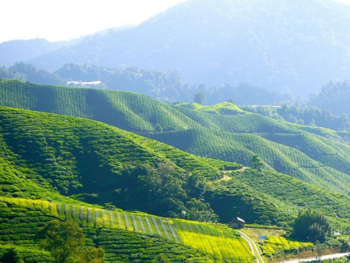 Tea and Horse Caravan Road