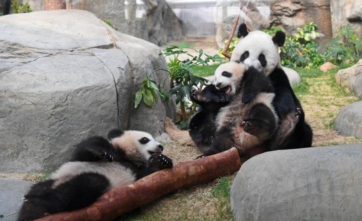 Hong Kong's homegrown giant panda twins meet the public