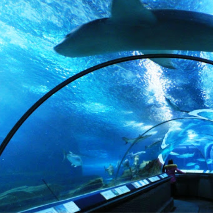 Shanghai Ocean Aquarium