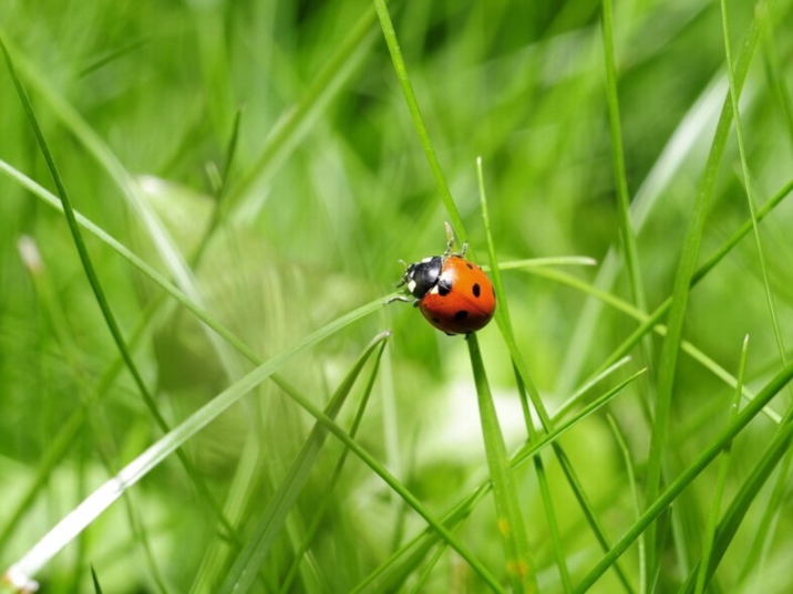  Awakening of Insects