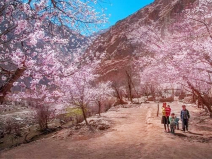Southern Xinjiang In Apricot Blossom Seanson
