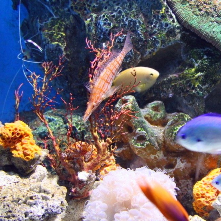 Polar Region Marine Animals World